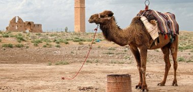 Turecko + východní oblasti země