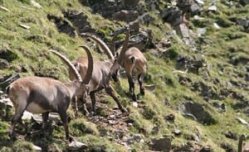 Údolí Pitztal a Cesta snů - Rakousko - Pitztal