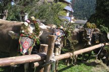 Údolí Pitztal a Kaunertal, slavnost shánění stád - Rakousko