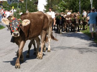 Údolí Pitztal a Kaunertal, slavnost shánění stád