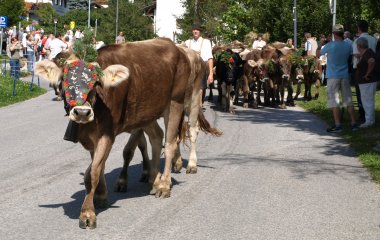 Údolí Pitztal a Kaunertal, slavnost shánění stád