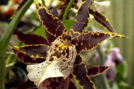 Údolí Wachau a výstava orchidejí v Klosterneuburgu - Rakousko