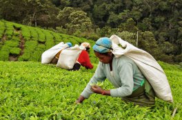 UNESCO okruh Srí Lankou a pobyt na Maledivách - Srí Lanka