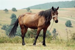 Velikonoce v Banátu