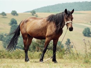 Velikonoce v Banátu