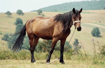 Velikonoce v Banátu