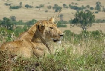 Velké Safari v Keni - Keňa