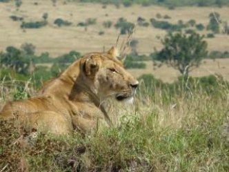 Velké Safari v Keni