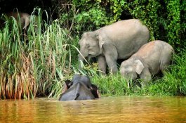Velký okruh po Borneu - Malajsie - Borneo