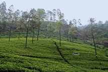Vše, co jste dosud nevěděli o čaji - Srí Lanka