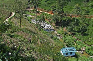 Vše, co jste dosud nevěděli o čaji - Srí Lanka