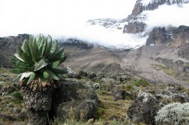 Výstup na Kilimandžáro - cesta Machame - Tanzanie