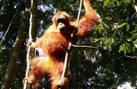 Za divokými orangutany na Sumatru - Indonésie