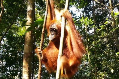 Za divokými orangutany na Sumatru - Indonésie