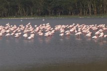 Za horami, kávou a světoznámými safari Keni a Ugandy - Keňa