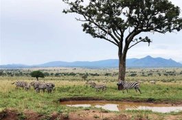 Za horami, kávou a světoznámými safari Keni a Ugandy - Keňa