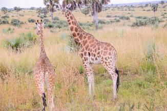 Za horami, kávou a světoznámými safari Keni a Ugandy - Keňa