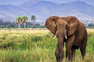 Za horami, kávou a světoznámými safari Keni a Ugandy - Keňa