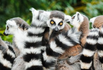 Za lemury po národních parcích Madagaskaru - Madagaskar