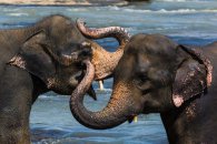 Za velrybami, delfíny a slony na Srí Lanku - Srí Lanka