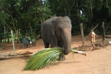 Za velrybami, delfíny a slony na Srí Lanku - Srí Lanka