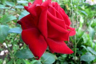 Zahradnický veletrh v Rakousku - Rakousko