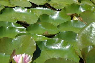 Zahradnický veletrh v Rakousku - Rakousko