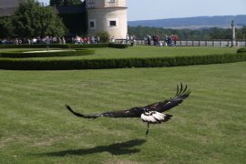 Zahradnický veletrh v Tullnu, Krems, zámek Rosenburg a Kittenberské zahrady - Rakousko