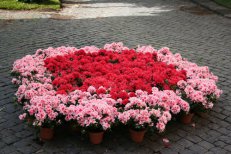 Zahrady krajů Lazio a Umbrie, Den květin ve Viterbu - Itálie