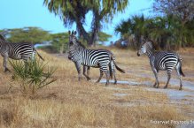 Ze Zanzibaru na safari - Tanzanie - Zanzibar