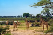 Ze Zanzibaru na safari - Tanzanie - Zanzibar