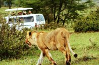 Život Masajů v divočině - Keňa
