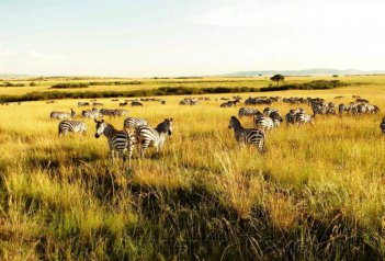 Život Masajů v divočině - Keňa