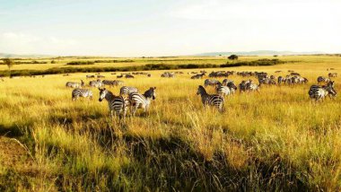 Život Masajů v divočině